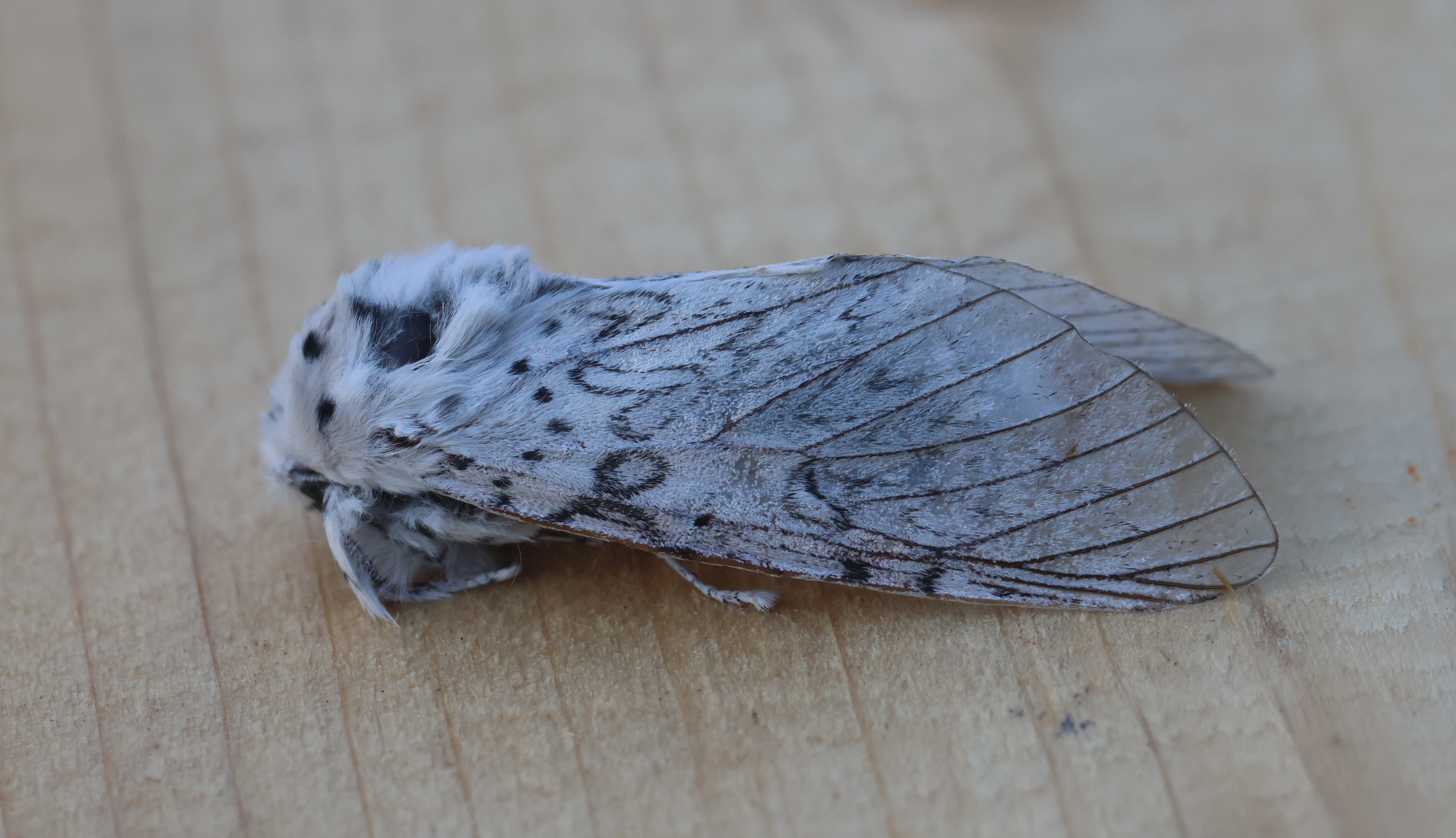 Photo of Puss Moth (Cerura vinula)